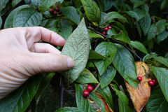 Cotoneaster bullatus