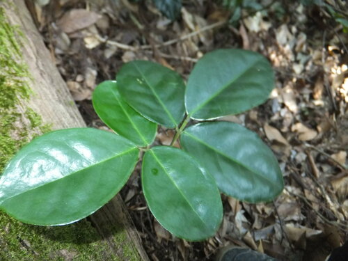 Euchresta japonica iNat (2)