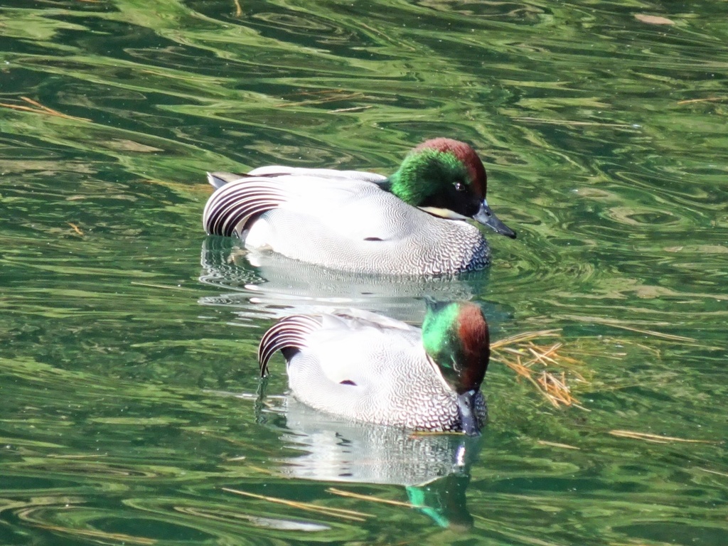 Falcated Duck In January 2024 By Ts04 INaturalist   Large 