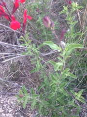 Salvia greggii