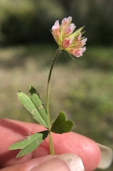 Trifolium bifidum