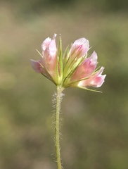 Trifolium bifidum