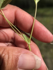 Trifolium bifidum