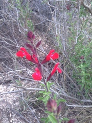 Salvia greggii
