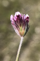 Trifolium dichotomum