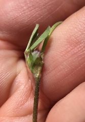 Trifolium dichotomum