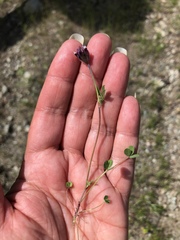 Trifolium dichotomum
