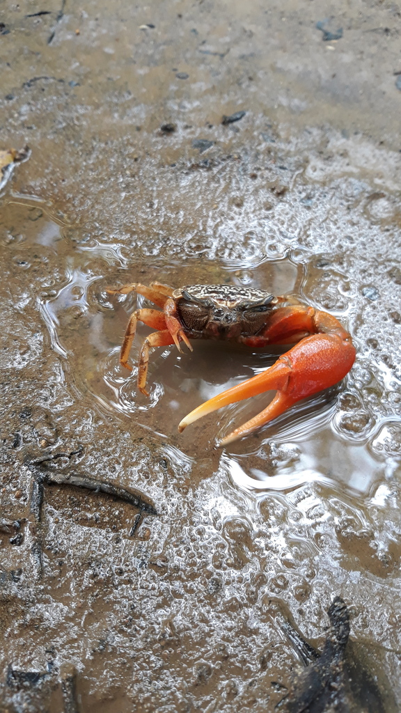 Osa Fiddler Crab