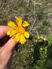 Coreopsis grandiflora
