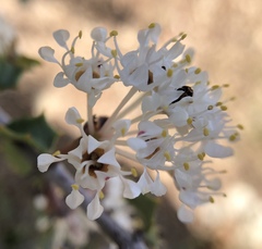 Ceanothus jepsonii