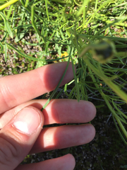 Coreopsis grandiflora