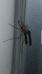 Culiseta incidens