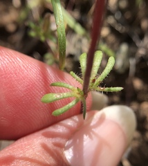 Leptosiphon latisectus