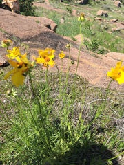 Coreopsis grandiflora