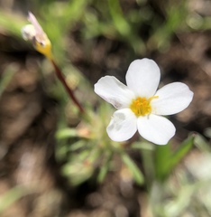 Leptosiphon latisectus