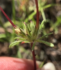 Leptosiphon latisectus