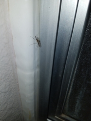 Culiseta incidens