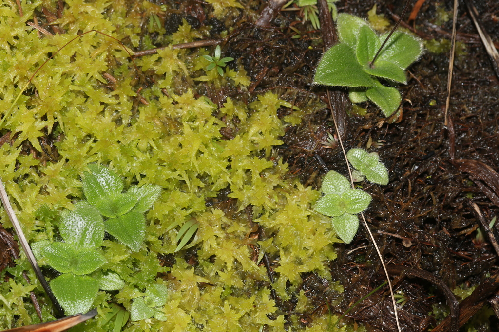 Perama dichotoma