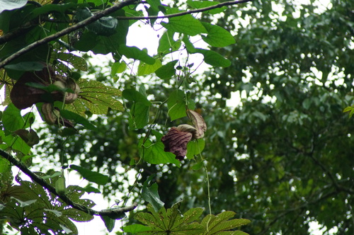 Pelicanflower (Aristolochia grandiflora)