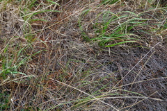 Muehlenbeckia ephedroides