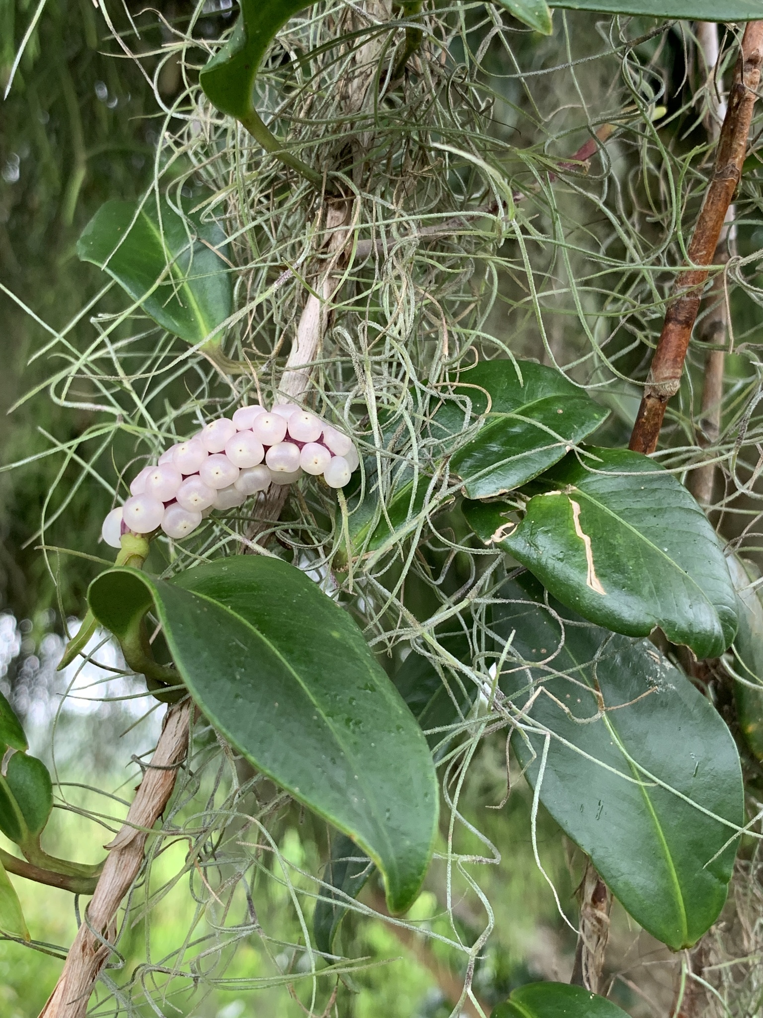 Anthurium scandens