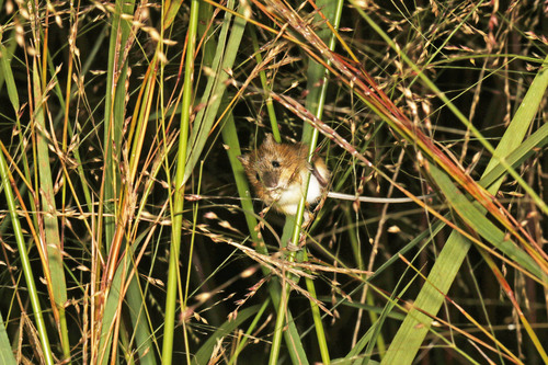 Northern Meadow Jumping Mouse, Tallmadge, OH, USA, photo 9 of 10