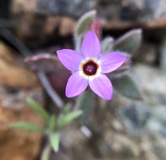 Collomia diversifolia