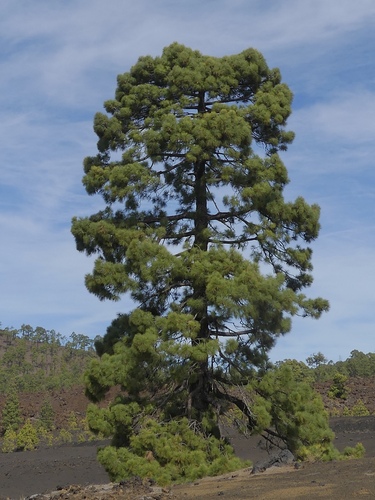 Canary Island pine