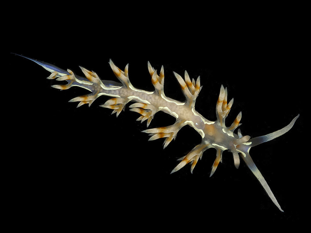Engel's Flabellina