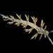 Engel's Flabellina - Photo (c) Bernard Picton, some rights reserved (CC BY), uploaded by Bernard Picton