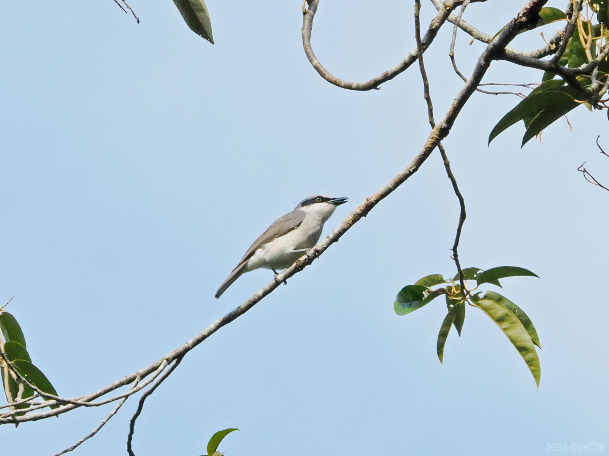 Large Woodshrike