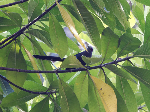 Black-bellied Malkoha (Phaenicophaeus diardi), photo 7