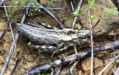 Dracotettix monstrosus