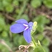 Lobelia cochleariifolia 2