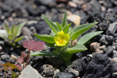 Mohavea breviflora