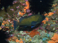 Acanthistius ocellatus