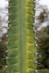 Cereus bicolor