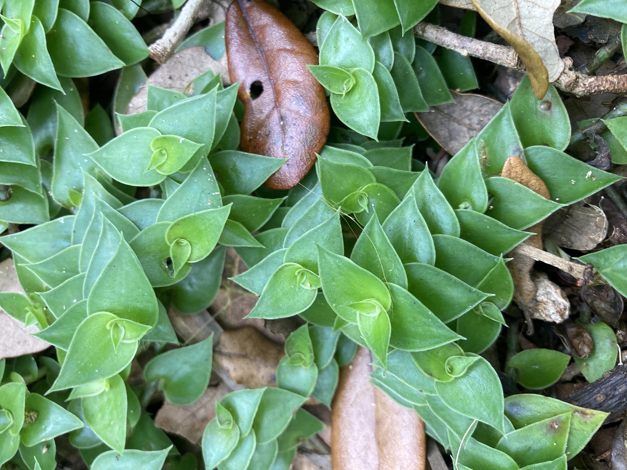 Imagem de Tradescantia-nanica