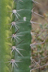 Cereus bicolor