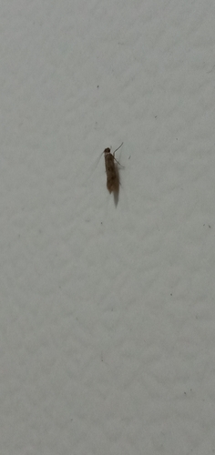 Common clothes moth