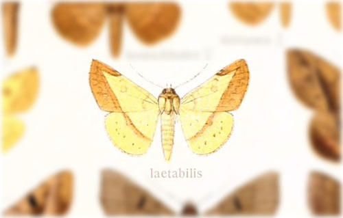 Epitausa laetabilis