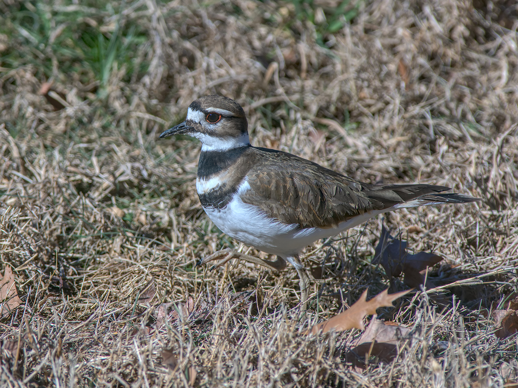 Killdeer from Chesterfield County, VA, USA on January 21, 2024 at 1212