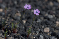 Gilia cana
