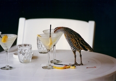 Buff-Banded Rail photo 5