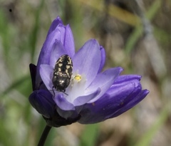 Acmaeodera retifera