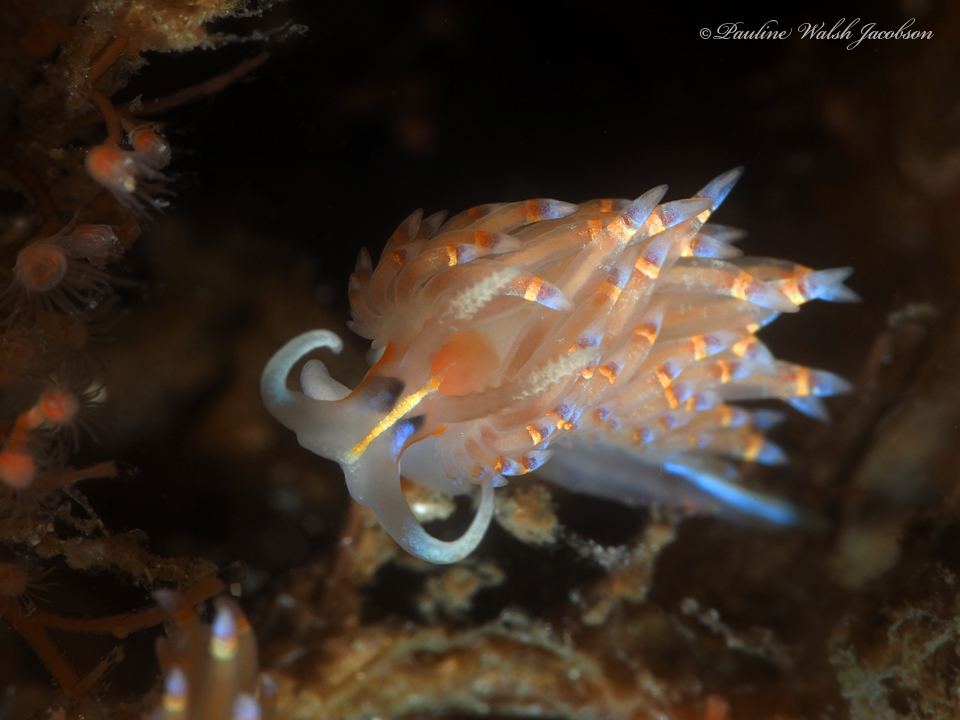 Dondice jupiteriensis