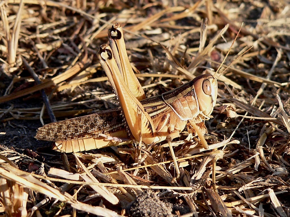 Cataloipus cymbifer