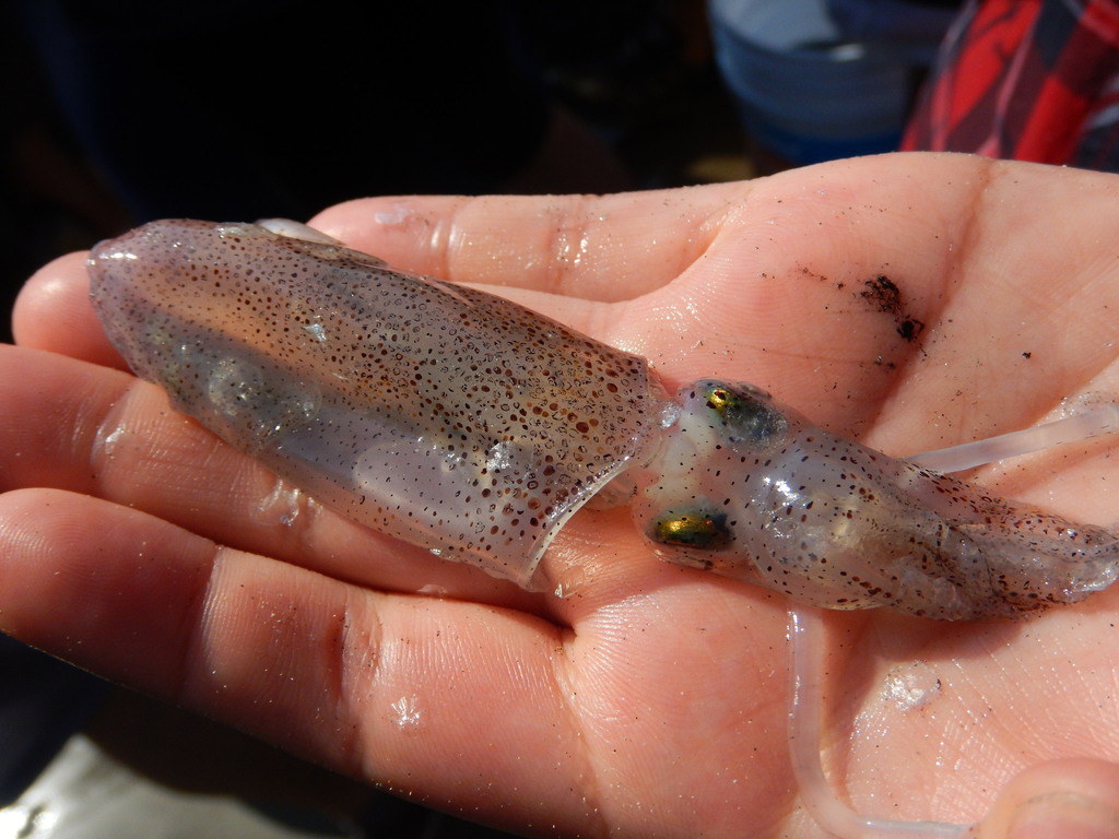 Panama Thumbstall Squid