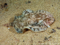 Whiskered Sole photo 4