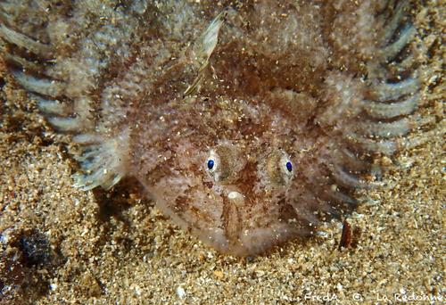 Whiskered sole (Monochirus hispidus) — Soleidae — 3